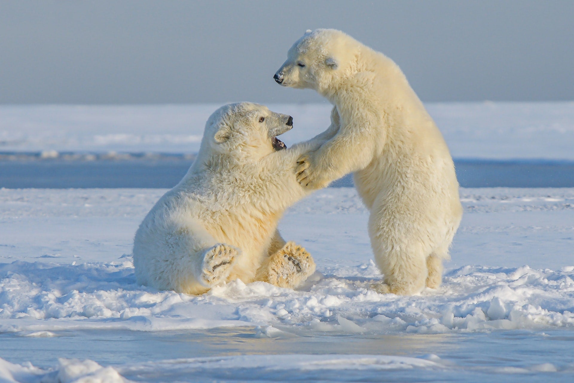 Thin Ice: What You Need to Know Polar Bears – SaltyLama